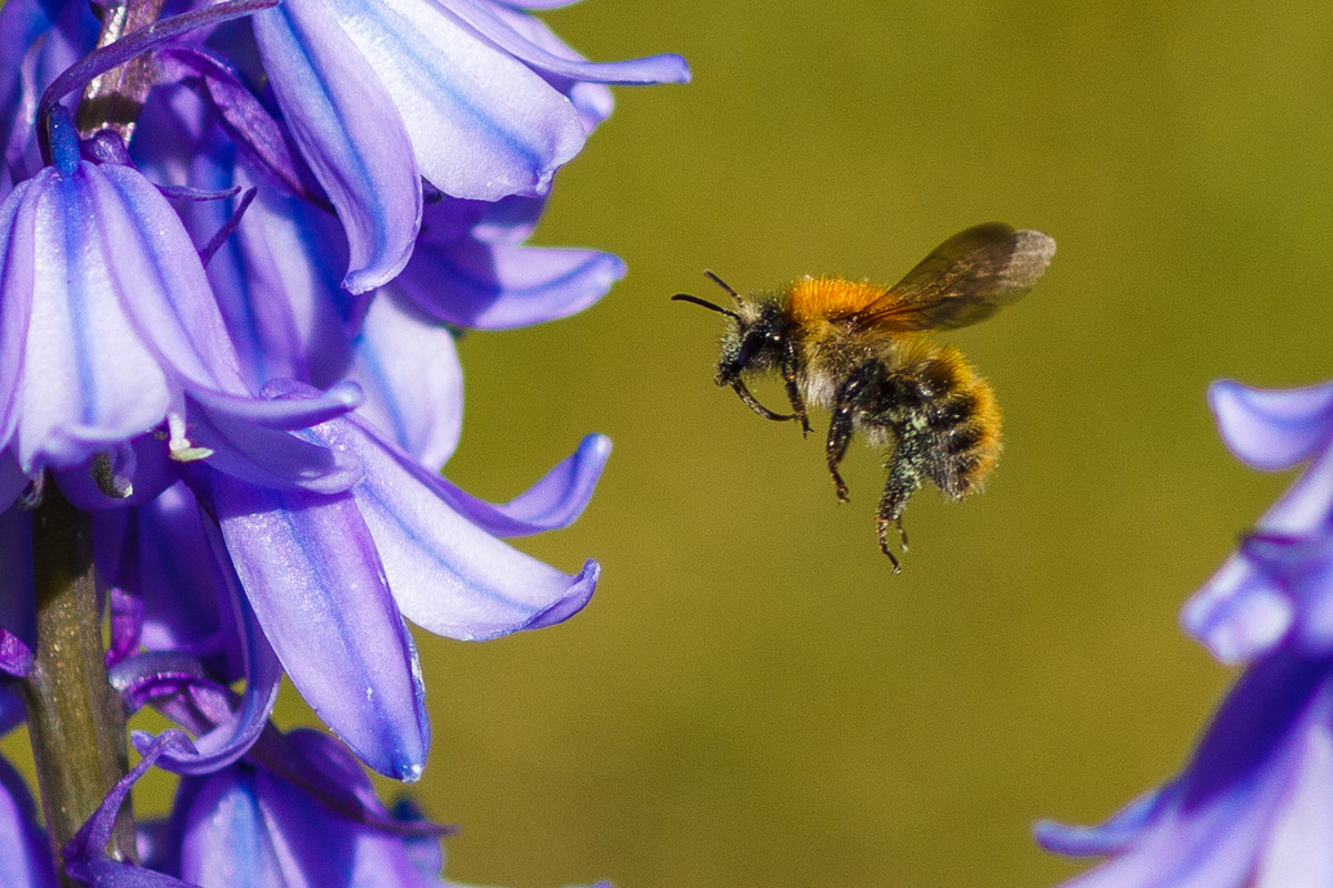 Let it Bee! © Mick Stone